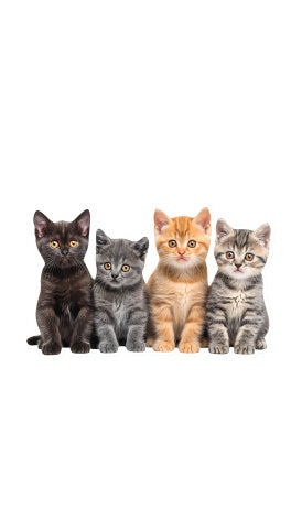 Cat Collections Wooden Puzzle - EBS PLATFORM INC.